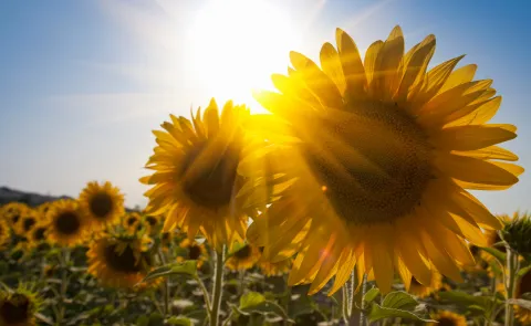 Close up of sunflowers in field