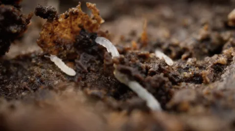 Tiny Titans Featured IMG