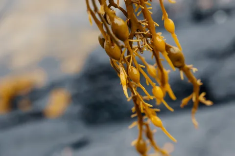 Norway Seaweed Story