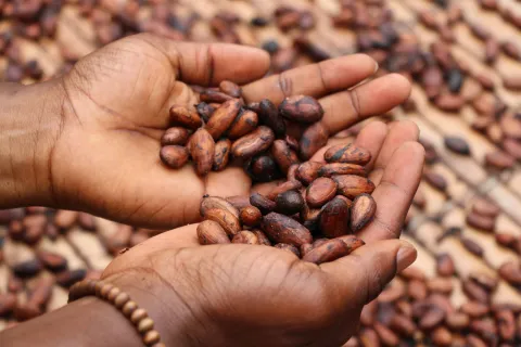 cocoa beans in hands