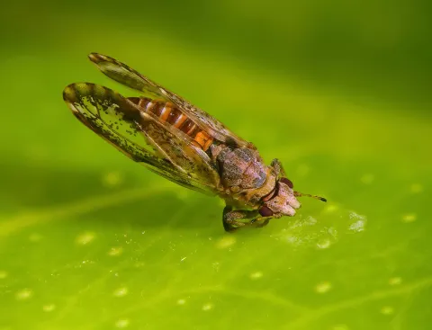 Asian Citrus Psyllid
