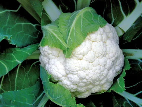 TETRIS China Leafy Brassica