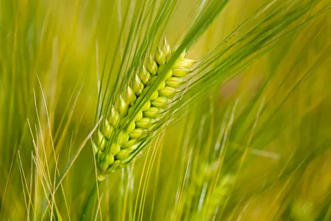 Close-up of stalk of Barley, Hordeum vulgare