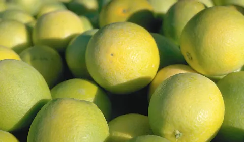 Citrus lemon fruits