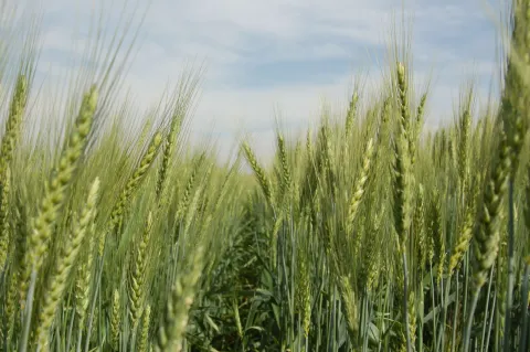 wheat