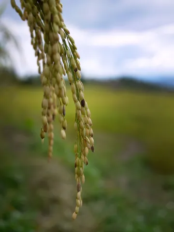 rice