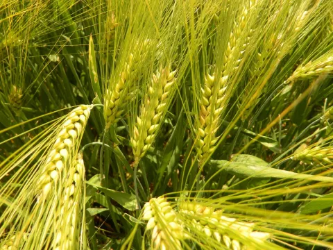 Hybrid wheat trial fields