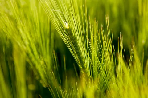 barley