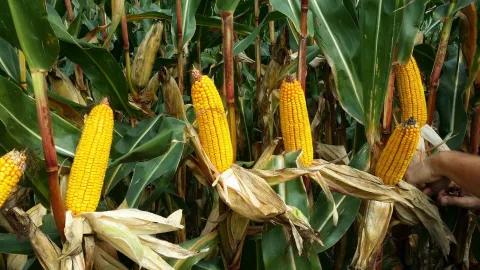 Corn