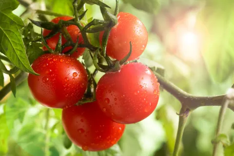 Fresh bunch garden tomatoes