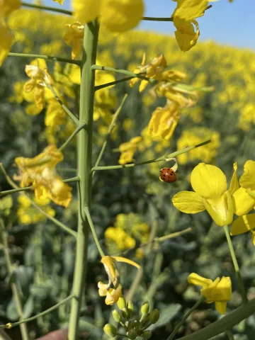 Lady Beetle on Rapeseed_Biodiversity_France
