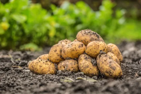 fresh-potatoes
