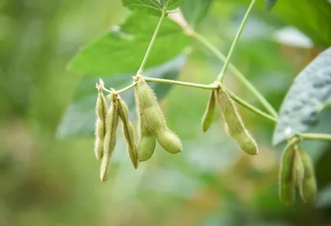 green-soybean