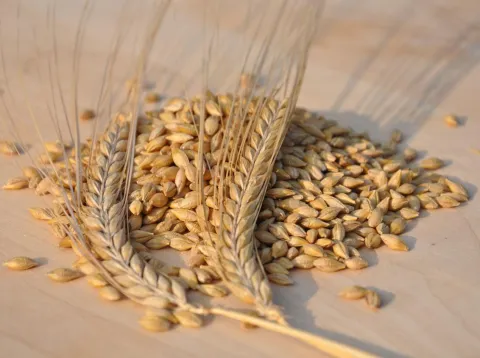 Laureate Barley