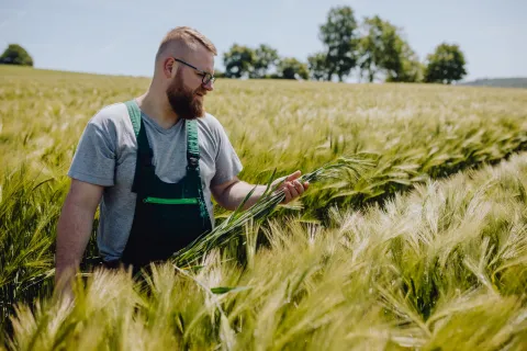 Man in field of barley