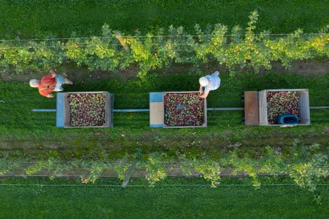 Apple harvest