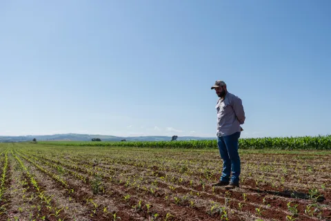 Agronomist in a cornfield in Brazil