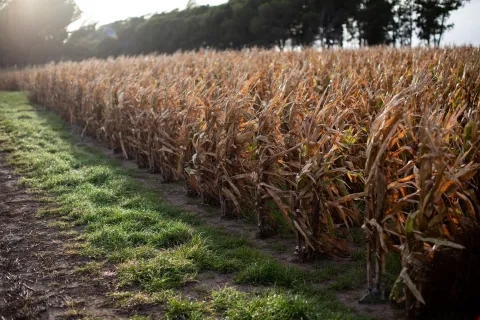 Corn crops with rye grass lollium