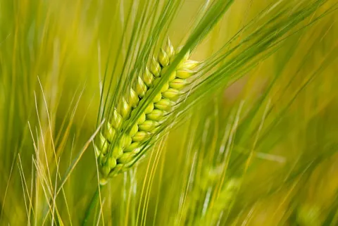 Close-up of stalk of Barley