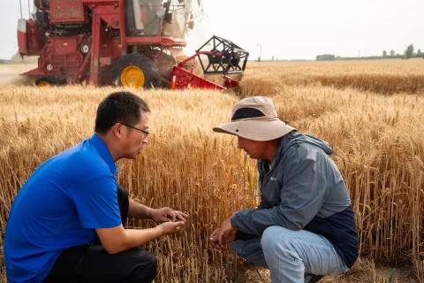 Agronomist and Farmer Checking Wheat