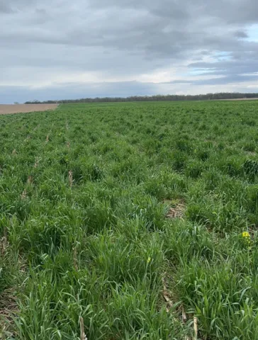 Cover crop rye