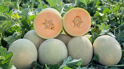 IDEAL Melon