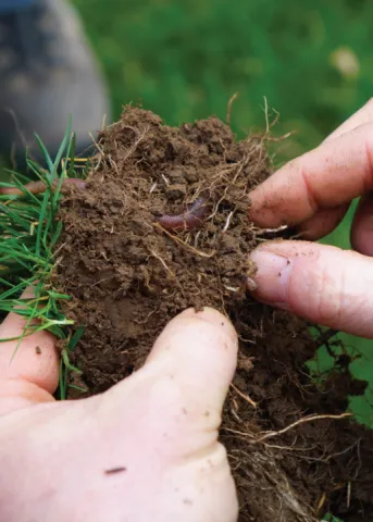 Healthy soil sample