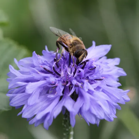 Pollinator strip insects