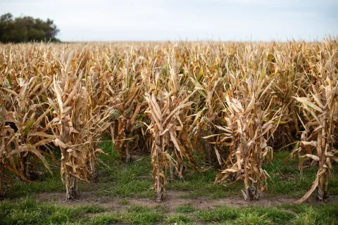 Corn crop with rye grass lollium
