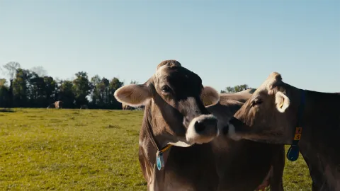 Cows