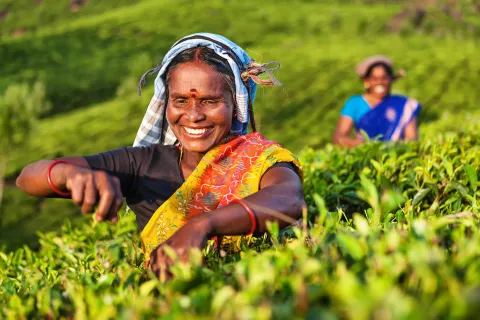 Tamil woman plucking tea leaves on plantation, Southern India