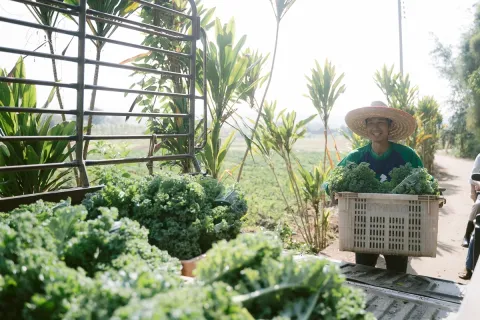 Thai farmer loading up freshly harvested crops