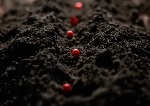 Corn seeds