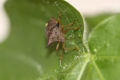 Euschistus heros on soybean