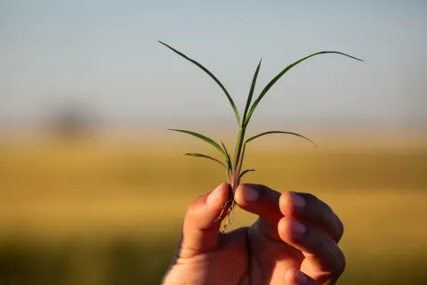 Echinochloa colona weeds