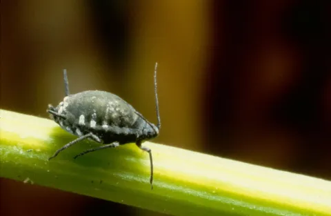 Black Bean Aphid Aphis fabae