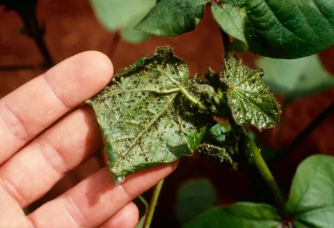 potato leaf aphid