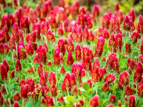 Crimson Clover