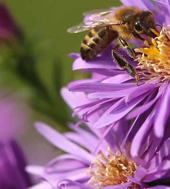 Bee on flower