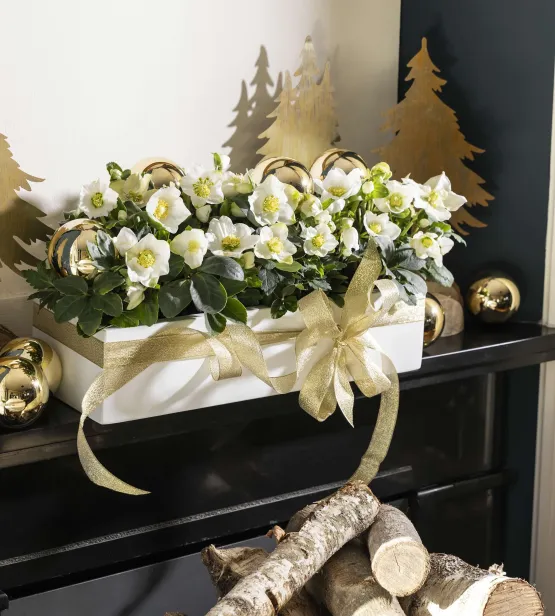 Christmas Carol Plant