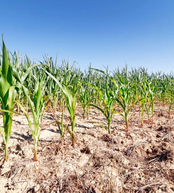 Corn field during drought