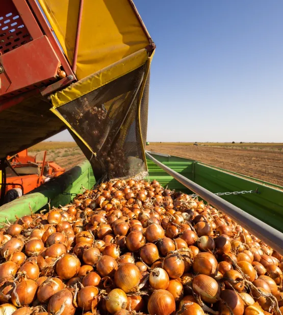 Onion Harvest
