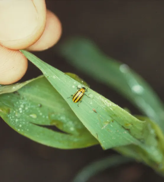 Corn Rootworm