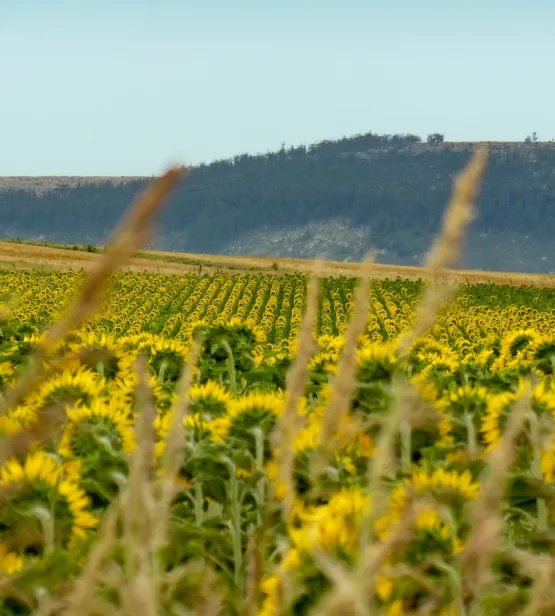Unlocking a new era of sustainable agriculture