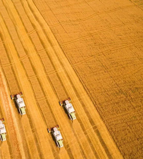 Harvest of wheat field