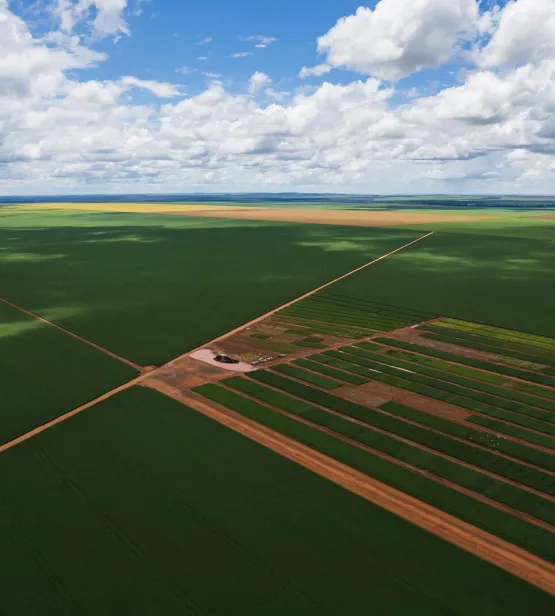 Aerial view of soybean field