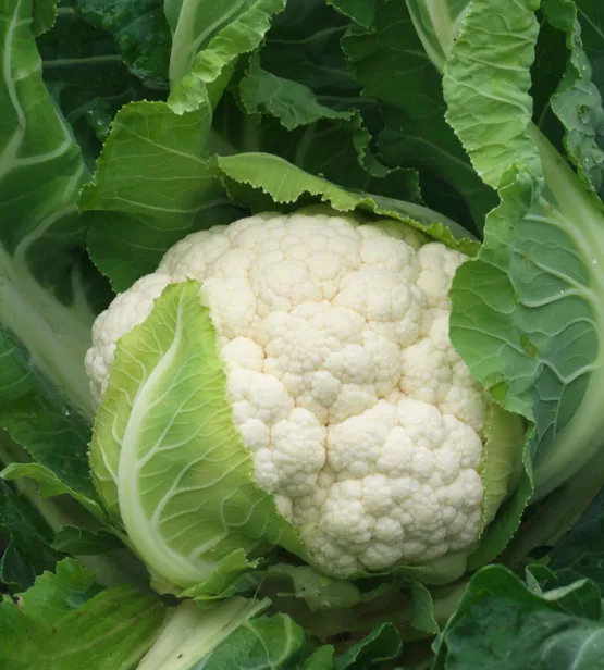 Clarina Cauliflower