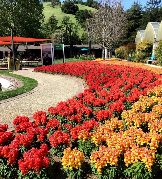 Syngenta Flowers California Spring Trials