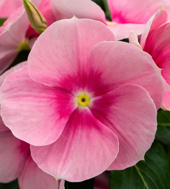 Cora Cascade XDR Shell Pink