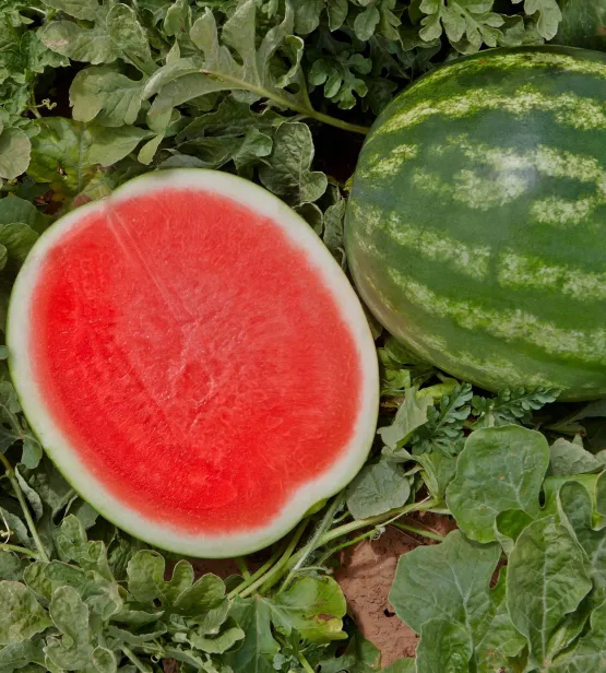 Mini seedless watermelons